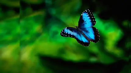 پس زمینه پروانه آبی رنگ در حال پرواز در طبیعت سرسبز