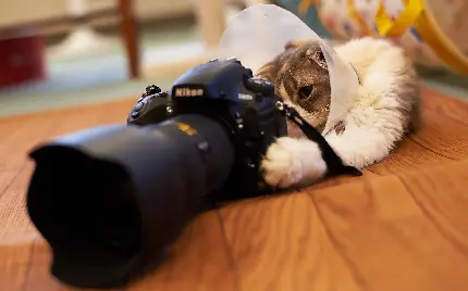 عکس استوک گربه بامزه در حال عکاسی با کیفیت بالا