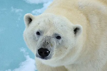 دیدنی ترین والپیپر ویندوز با طرح خرس قطبی واقعی وحشی