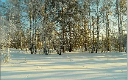 نمای خوشگل جنگل برفی برای پروفایل علاقمندان طبیعت