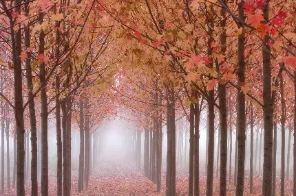 تونل جنگلی با درختان پاییزی و رنگارنگ در یک قاب باکیفیت