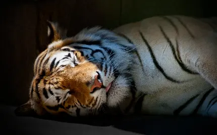 عکس ببر عصبانی و خشمگین در حال خوابیدن angry tiger wallpaper