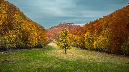 عکس منظره پاییزی با درختی تک در وسط آن مخصوص زمینه کامپیوتر 