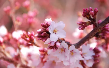 دانلود عکس شکوفه بهاری HD ویژه پروفایل شبکه های اجتماعی