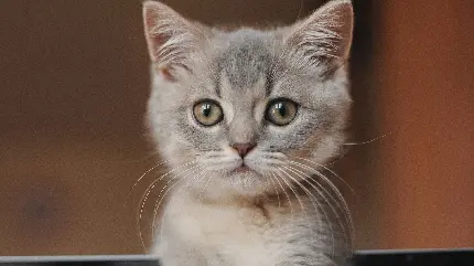 عکس دختر بدون چهره خفن