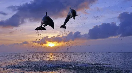 دانلود جدیدترین عکس های دلفین وحشی و زیبا در اقیانوس