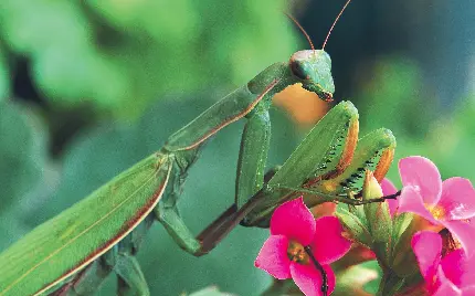 عکس پروفایل با طرح حشره Mantis روی بوته گل زیبا