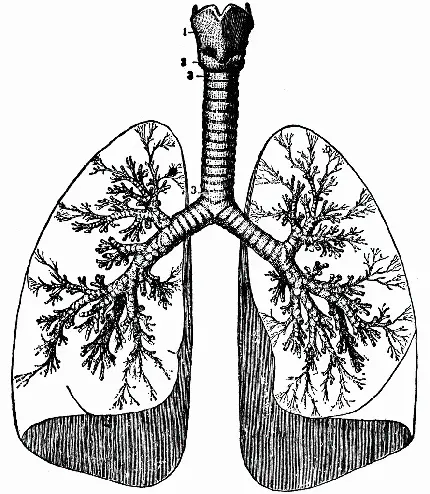عکس سیاه و سفید ریه و دستگاه تنفسی انسان