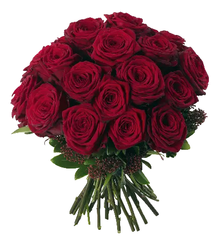 عکس دسته گل رز قرمز به صورت دوربری شده رایگان
