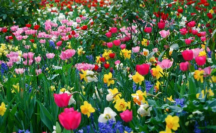 والپیپر گلهای رنگی بهاری فوق العاده