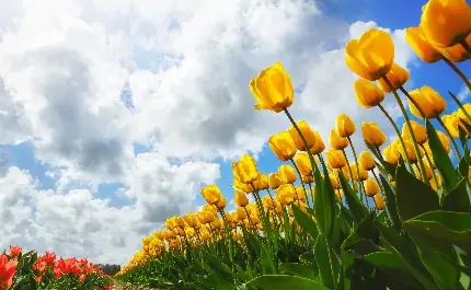 جدیدترین تصویر زمینه دشت گل های زرد بهاری با کیفیت HD 