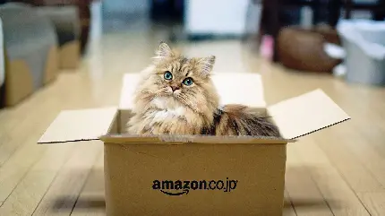 گربه نژاد چینی