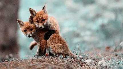 تصویر زمینه بچه روباه های کوچک مناسب ویندوز 11