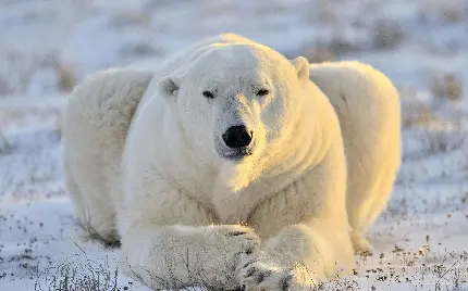 نمای چشمگیر polar bear بسیار بزرگ و قدرتمند برای پروفایل