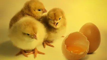 عکس سه جوجه کوچولوی ملوس کنار تخم مرغ شکسته