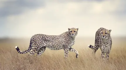 تصویر دو عدد یوزپلنگ وحشی در دشت های آفریقا