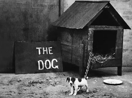 تصویر سیاه سفید با طرح سگ کوچک غل و زنجیر شده