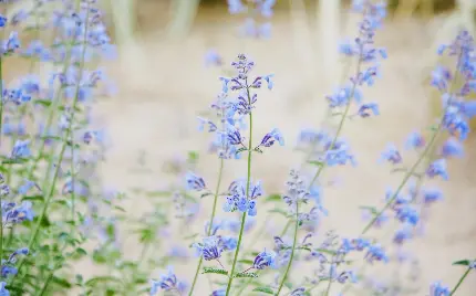 دانلود عکس گل آبی و عکس جذاب و زیبا برای پروفایل