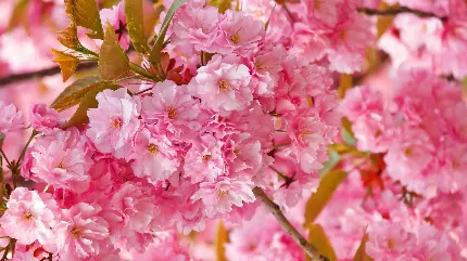 عکس شکوفه بهاری برای پروفایل صورتی رنگ دخترونه