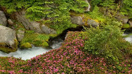 عکس هنری خوشگل HD از گل های صورتی رودخانه زلال