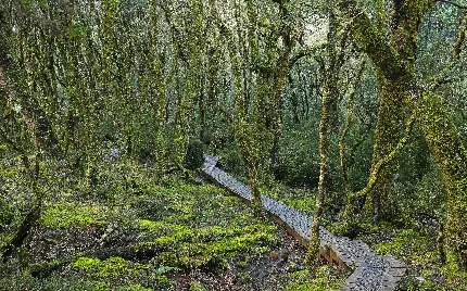 تصویر بسیار زیبا از جنگل سبز با کیفیت Full HD