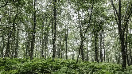 عکس واقعی جنگل سبز زیبا مناسب پست و استوری اینستاگرام