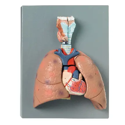 دانلود عکس مولاژ دستگاه تنفسی و ریه انسان