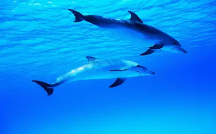 عکس های زیبا از دلفین ها در آب های آزاد دریا