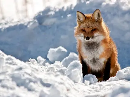 بچه روباه نارنجی و سفید باهوش در طبیعت برفی سرد