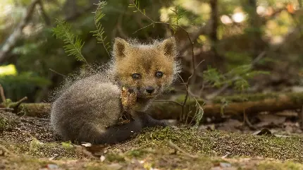تصویر جالب از نگاه نافذ بچه روباه کوچک در طبیعت 