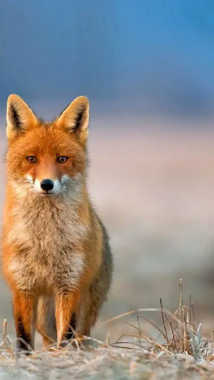 عکس پروفایل غمگین پسرانه شکست عشقی