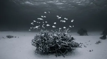 عکس سیاه سفید زیر دریا واقعی و ماهیان کوچک ظریف و زیبا