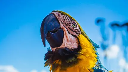 والپیپر زیباترین طوطی جهان برای تصویر زمینه