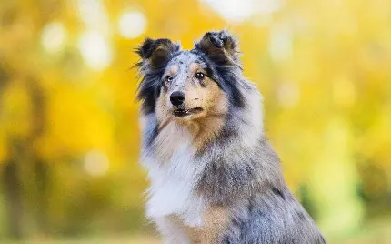 عکس خوشگل خواستنی سگ شپرد استرالیایی بزرگ