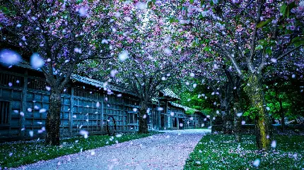 پس زمینه بهاری HD و بارش گلبرگ های شکوفه های صورتی برای لپتاپ
