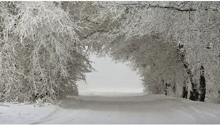عکس درختان به شکل تونل در فصل زمستان پوشیده از  برف