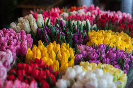 عکس دسته گل های رنگارنگ و زیبا با کیفیت بالا