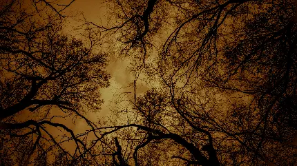 عکس خاص آسمان از میان شاخه های درختان با کیفیت 8k