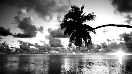 تصویر رایگان دریا و درخت با افکت سیاه و سفید
