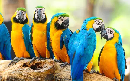 دانلود تصویر پروفایل طوطی های ماکائو زرد آبی کنار هم با کیفیت HD
