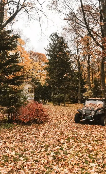 تصویر زمینه پاییز برای گوشی