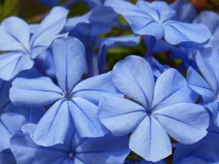 عکس گل آبی رنگ فوق العاده زیبا برای پروفایل واتساپ و تلگرام