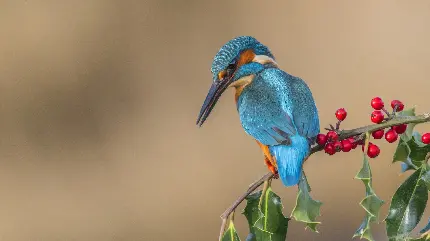 والپیپر و تصویر زمینه پرنده زیبا برای 4k برای کامپیوتر