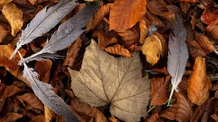 عکس هنری پر و برگ پاییزی به عنوان زمینه انواع لپ‌تاپ