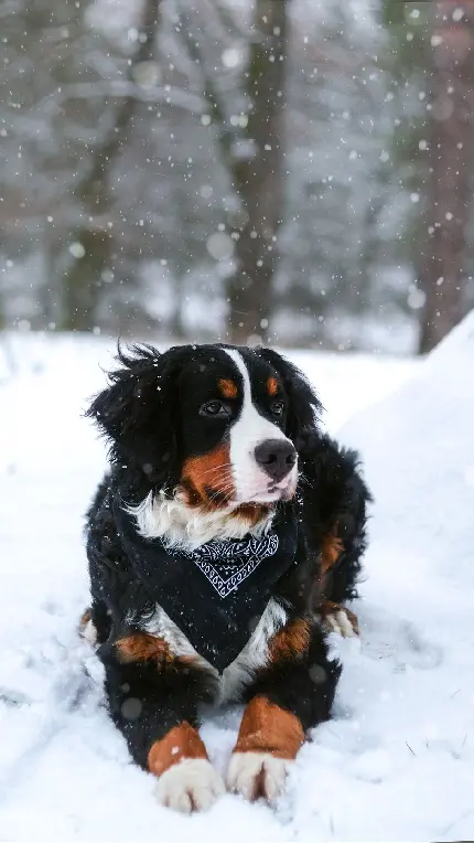 دانلود Wallpaper جدید سگ با دستمال گردن در برف
