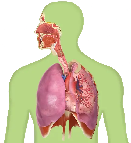 عکس آناتومی ریه و دستگاه تنفسی با فرمت png