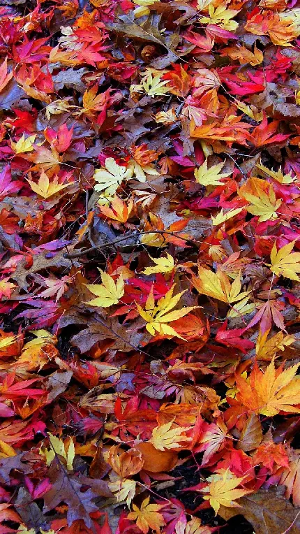 عکس برگ های رنگارنگ پاییز زیبا در طبیعت