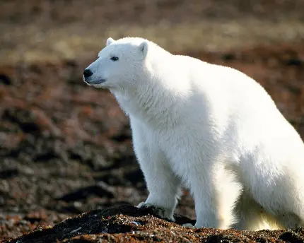 بک گراند باکیفیت از خرس قطبی خوشرنگ برای ویندوز 11