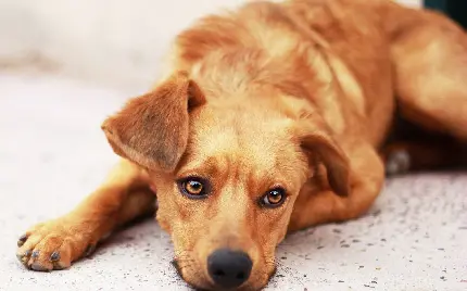 تصویر استوک سگ بامزه با کیفیت بالا و زمینه زیبا یک عکس فوق العاده دیدنی