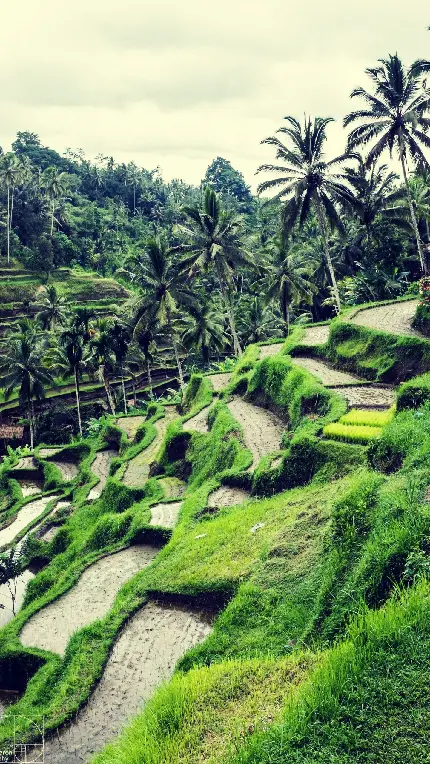 تصویر محبوب ترین جاذبه سبز و طبیعی در جزیره بالی